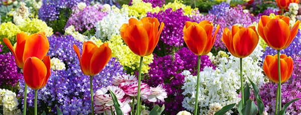 Arreglos florales de tulipanes y narcisos