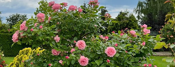 ¿Cómo crear su propia rosaleda y mantenerla adecuadamente?