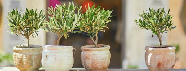 Cómo cultivar un olivo: principios de cuidado para el hogar y el jardín