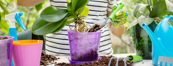 Cómo cultivar una orquídea: 8 consejos para principiantes - GradinaMax Cómo cultivar una orquídea: 8 consejos para principiantes