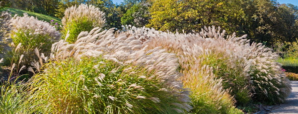 Hierba de la Pampa - instrucciones de plantación