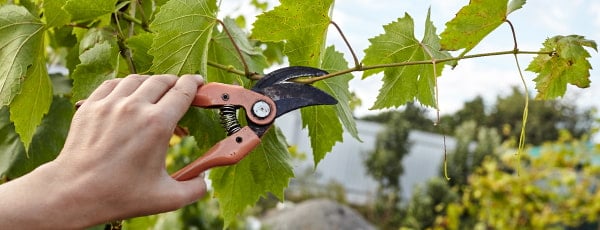 La vid: secretos de la poda de otoño y la cubierta de invierno
