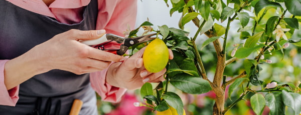 Limón casero: fuente de vitaminas y sabor refrescante - GradinaMax Limón casero: fuente de vitaminas y sabor refrescante
