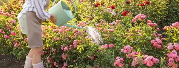 Cuidar los rosales en verano: los secretos de una floración continua - GradinaMax Cuidar los rosales en verano: los secretos de una floración continua