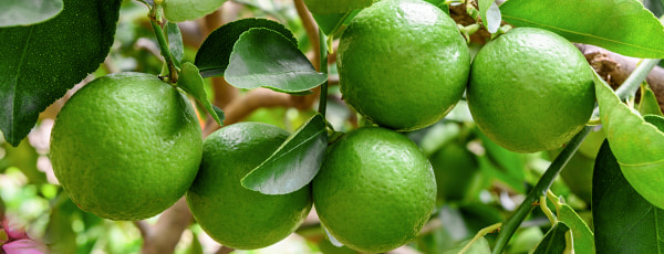 Tres formas probadas de cultivar limas en el alféizar de la ventana - GradinaMax Tres formas probadas de cultivar limas en el alféizar de la ventana