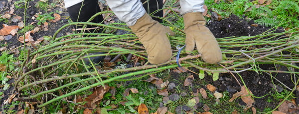 Un cuento de invierno para las rosas: ¿con qué cubrir los arbustos para que no se hielen?
