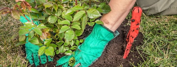 Ventajas y características de la plantación de rosales en otoño