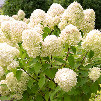 Ramo de hortensias