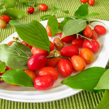 Cereza de Cornelia
