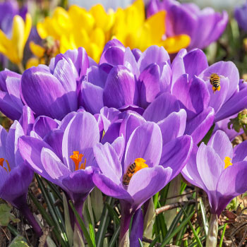 Crocus de flor grande