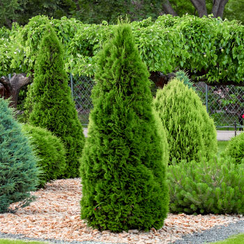 Erizo (Thuja)
