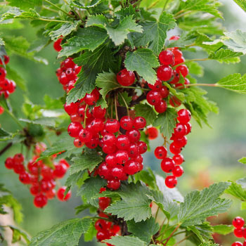 Grosella roja