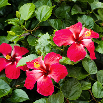 Hibisco (Hibiscus sirio)