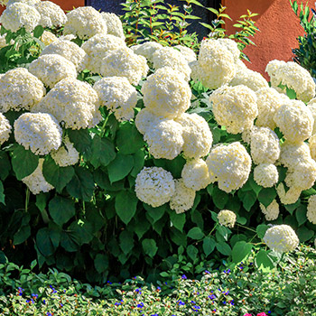 Hortensia de matorral