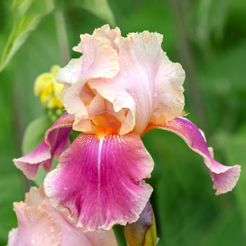 Iris holandés