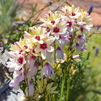 Ixia (lirio del maíz)