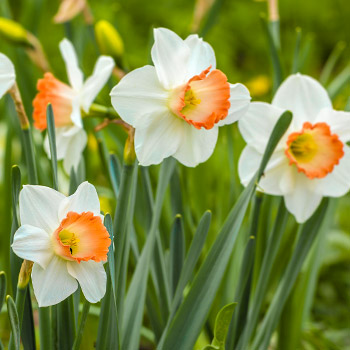 Narciso lleno