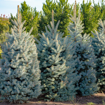 Picea