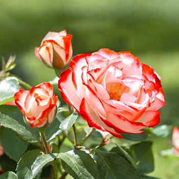 Rosas de flor grande