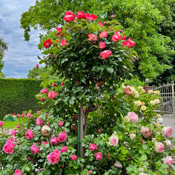 Rosas