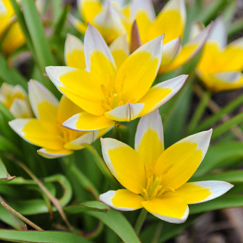 Tulipán botánico