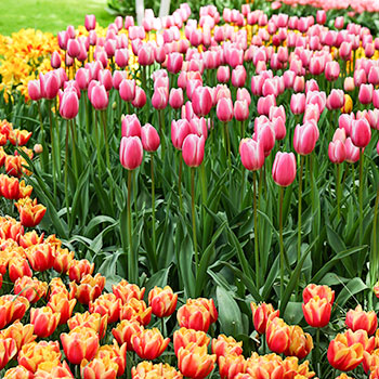 Tulipán completo