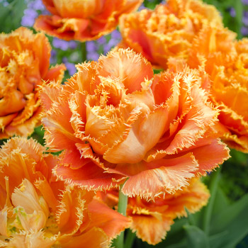 Tulipán deshilachado