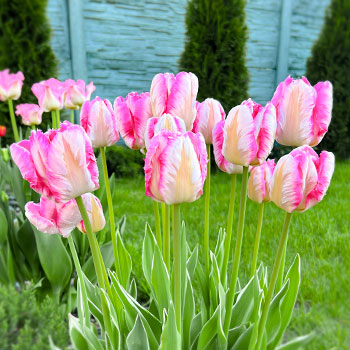 Tulipán loro
