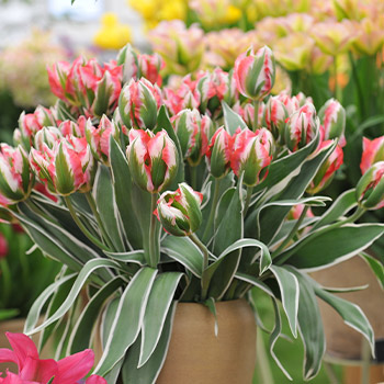 Tulipán Viridiflora