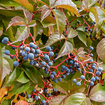 Enredadera de Virginia