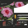 Rosa de flor grande Augusta Luise®, C3 interface.image 2 interface.art 4561