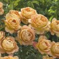 English Rose Lady of Shalott®, C5 interface.image 1 interface.art 6139