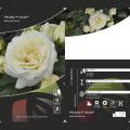Rosa floribunda Pearl Vaza®, C3 interface.art photo 2 Rosa floribunda Pearl Vaza®, C3 interface.image 2 interface.art 4977