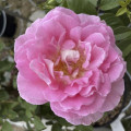 Rosa de flor grande Borneo Odore®, C5 interface.image 2 interface.art 6157