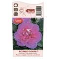 Rosa de flor grande Borneo Odore®, C5 interface.image 4 interface.art 6157