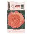 Rosa de flor grande Etrusca®, C5 interface.art photo 3 Rosa de flor grande Etrusca®, C5 interface.image 3 interface.art 5550