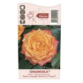 Rosa de flor grande Girandola®, C5 interface.art photo 4 Rosa de flor grande Girandola®, C5 interface.image 4 interface.art 6152