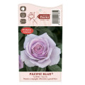 Rosa de flor grande Pacific Blue®, C5 interface.image 5 interface.art 6161