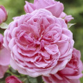 Rosa floribunda Berleburg ®, С5 interface.art photo 1 Rosa floribunda Berleburg ®, С5 interface.image 1 interface.art 6170
