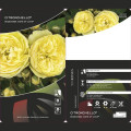Rosa floribunda Citronchello™, С3 interface.image 2 interface.art 5821