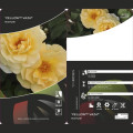 Rosa floribunda Dark Yellow™ Vaza ®, С3 interface.art photo 2 Rosa floribunda Dark Yellow™ Vaza ®, С3 interface.image 2 interface.art 6173