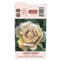 Rosa floribunda Honey Dijon®, C5 interface.image 3 interface.art 6144