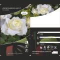Rosa floribunda Kronprinsesse Mary ®, С5 interface.image 2 interface.art 4970