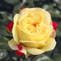 Rosa floribunda Lampion ®, С3 interface.art photo 1 Rosa floribunda Lampion ®, С3 interface.image 1 interface.art 6175
