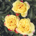 Rosa floribunda Lampion ®, С3 interface.art photo 2 Rosa floribunda Lampion ®, С3 interface.image 2 interface.art 6175