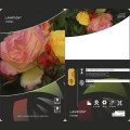 Rosa floribunda Lampion ®, С3 interface.art photo 3 Rosa floribunda Lampion ®, С3 interface.image 3 interface.art 6175