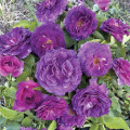 Rosa floribunda Minerva®, C5 interface.art photo 1 Rosa floribunda Minerva®, C5 interface.image 1 interface.art 6145