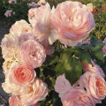 Rosa floribunda Miss.Granger® interface.art photo 3 Rosa floribunda Miss.Granger® interface.image 3 interface.art 6191