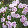 Rosa floribunda Nautica®, C5 interface.art photo 1 Rosa floribunda Nautica®, C5 interface.image 1 interface.art 6150