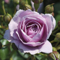 Rosa floribunda Nautica®, C5 interface.art photo 2 Rosa floribunda Nautica®, C5 interface.image 2 interface.art 6150